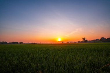 Dramatik bir akşam gökyüzünün altında yemyeşil sapları olan huzurlu bir pirinç tarlası siluetli tepelerin arka planına kurulmuş. Dağınık yumuşak güneş ışığı huzurlu ve resmedilmeye değer kırsal bir manzara yaratır..