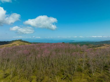 Aerial view of a lush forest with vibrant pink blossoms under a bright blue sky. The scenic landscape features rolling hills and distant mountains evoking a sense of tranquility and natural beauty clipart