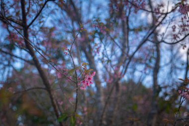 Gökyüzüne doğru uzanan yalnız bir ağacın olduğu sakin bir orman manzarası.,