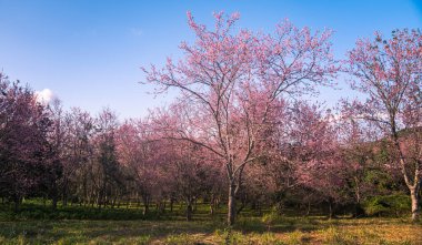 A vibrant close-up of cherry blossom branches in full bloom, set against a deep blue sky. The image captures the delicate pink flowers and budding blossoms, evoking the beauty of springtime renewal.  clipart