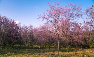 A vibrant close-up of cherry blossom branches in full bloom, set against a deep blue sky. The image captures the delicate pink flowers and budding blossoms, evoking the beauty of springtime renewal. clipart