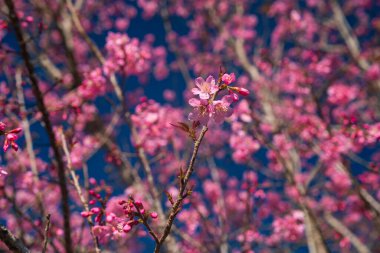 Koyu mavi bir gökyüzüne karşı serpilmiş canlı bir kiraz çiçeği dalları. Görüntü, narin pembe çiçekleri ve tomurcuklanan çiçekleri yakalıyor. Bahar mevsiminin yenilenmesinin güzelliğini çağrıştırıyor.. 