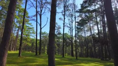Çam ağaçları mavi gökyüzünün altındaki yeşil ormanı kaplar. Yeşil çimenler bölgeyi kaplıyor, sizi oturmaya ve dinlenmeye davet ediyor. Serin, ferahlatıcı hava doğanın kokusuyla doludur. yeşil orman