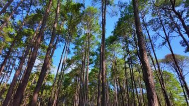 Çam ağaçları mavi gökyüzünün altındaki yeşil ormanı kaplar. Yeşil çimenler bölgeyi kaplıyor, sizi oturmaya ve dinlenmeye davet ediyor. Serin, ferahlatıcı hava doğanın kokusuyla doludur. yeşil orman