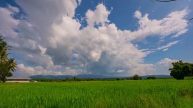 Time lapse scenic view of a vast green rice field under a bright blue sky adorned with fluffy white clouds. The serene rural landscape is framed by distant mountains, scattered trees, and peaceful