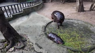 Bir bebek su aygırı annesinin yanında uyur.