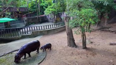 Zıplayan domuzlar annelerinin etrafında koşup zıplıyorlar.