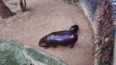 Moo Deng tatlı su aygırı annesini takip ediyor.