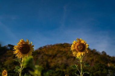  Parlak renkli ayçiçekleri yemyeşil bir ayçiçeği tarlasının önünde dimdik dururlar. Gün batımında renkli gökyüzü huzurlu ve uyumlu atmosfere eklenir. Göz alabildiğine geniş bir ayçiçeği tarlası.