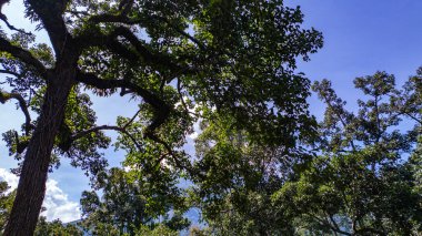 Büyük ve uzun meşe ağaçları güneş ışığıyla yıkanmış, uzun, ince ağaçlar gökyüzüne doğru uzanıyor. Dalların arasından süzülen yumuşak ışık ışınları dingin ve büyüleyici bir orman yaratıyor.