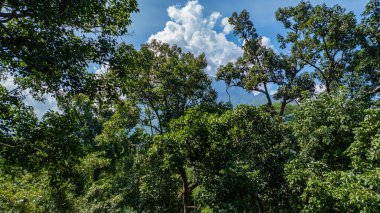 Büyük ve uzun meşe ağaçları güneş ışığıyla yıkanmış, uzun, ince ağaçlar gökyüzüne doğru uzanıyor. Dalların arasından süzülen yumuşak ışık ışınları dingin ve büyüleyici bir orman yaratıyor.