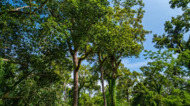 large and tall teak forest bathed in sunlight, with tall, slender trees reaching toward the sky. The soft rays of light filtering through the branches create a serene and enchanting woodland clipart