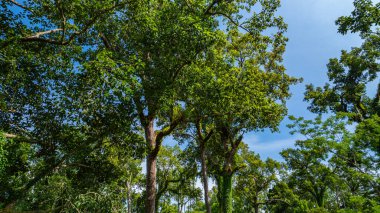 Büyük ve uzun meşe ağaçları güneş ışığıyla yıkanmış, uzun, ince ağaçlar gökyüzüne doğru uzanıyor. Dalların arasından süzülen yumuşak ışık ışınları dingin ve büyüleyici bir orman yaratıyor.