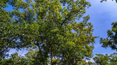 Büyük ve uzun meşe ağaçları güneş ışığıyla yıkanmış, uzun, ince ağaçlar gökyüzüne doğru uzanıyor. Dalların arasından süzülen yumuşak ışık ışınları dingin ve büyüleyici bir orman yaratıyor.