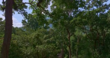 Turistler yol kenarındaki büyük ve uzun bir meşe ağacıyla fotoğraf çekmek için arabalarını park ederler. 3024 numaralı yoldaki dev ağaçlar turistler için giriş noktasıdır. Büyük ağaçlar yeşil orman boyunca uzanır..