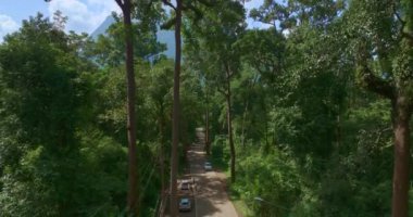 Turistler yol kenarındaki büyük ve uzun bir meşe ağacıyla fotoğraf çekmek için arabalarını park ederler. 3024 numaralı yoldaki dev ağaçlar turistler için giriş noktasıdır. Büyük ağaçlar yeşil orman boyunca uzanır..
