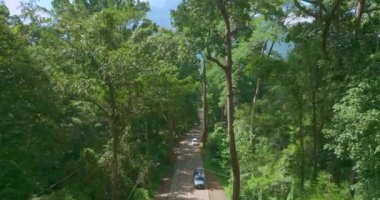 Turistler yol kenarındaki büyük ve uzun bir meşe ağacıyla fotoğraf çekmek için arabalarını park ederler. 3024 numaralı yoldaki dev ağaçlar turistler için giriş noktasıdır. Büyük ağaçlar yeşil orman boyunca uzanır..