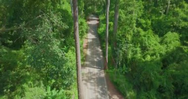 Turistler yol kenarındaki büyük ve uzun bir meşe ağacıyla fotoğraf çekmek için arabalarını park ederler. 3024 numaralı yoldaki dev ağaçlar turistler için giriş noktasıdır. Büyük ağaçlar yeşil orman boyunca uzanır..