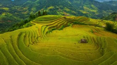 Teraslarda dikilmiş altın sarısı pirinç tarlalarının manzarası. Hasat zamanı, çiftçiler pirinç hasadı için başlarını eğiyorlar. Güneş ışığı altın pirinç saplarının üzerinde parlıyor. pirinç tarlası