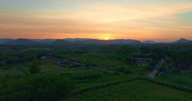 Göz alabildiğine sarı ayçiçeği tarlası.