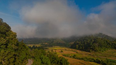 Altın pirinç tarlalarından oluşan büyüleyici bir vadideki teraslı pirinç tarlalarının ve sabah sisi ile kaplı yemyeşil ormanların havadan görünüşü barışçıl ve atmosferik bir kırsal atmosfer yaratıyor. güzel doğa