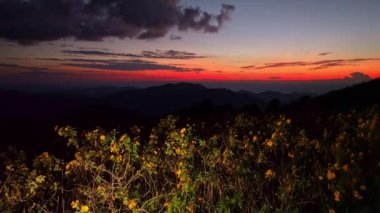 Güneşin dramatik batışına karşı parıldayan altın kır çiçeklerinin nefes kesici manzarası, uzak dağların siluetleri sakin ve resimsel bir atmosfer yaratıyor..