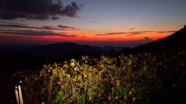 Güneşin dramatik batışına karşı parıldayan altın kır çiçeklerinin nefes kesici manzarası, uzak dağların siluetleri sakin ve resimsel bir atmosfer yaratıyor..