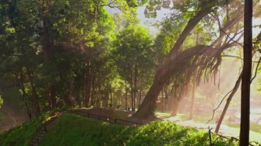 Altın güneş ışığı yoğun bir orman tepe örtüsünün içinden akar ve sisli bir patikaya dramatik ışınlar saçar. Huzurlu sahne, doğanın ılık ışıkla aydınlatılmış dingin güzelliğini yakalar..