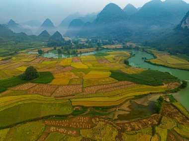 Teraslarda dikilmiş altın sarısı pirinç tarlalarının manzarası. Hasat zamanı, çiftçiler pirinç hasadı için başlarını eğiyorlar. Güneş ışığı altın pirinç saplarının üzerinde parlıyor. pirinç tarlası