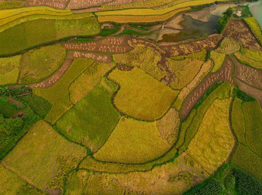 Teraslarda dikilmiş altın sarısı pirinç tarlalarının manzarası. Hasat zamanı, çiftçiler pirinç hasadı için başlarını eğiyorlar. Güneş ışığı altın pirinç saplarının üzerinde parlıyor. pirinç tarlası