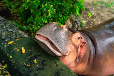 The hippopotamus is opening its mouth to eat food. They use their large mouths and powerful jaws to uproot and consume the vegetation. Although they spend much of their time in water clipart