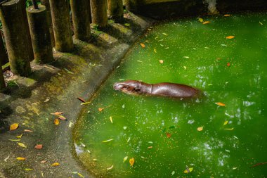 Moo Deng, tüm dünyada ünlü olan küçük bir dişi pigme su aygırının adıdır büyük gözleri, büyük kulakları, yuvarlak bir yüzü ve yaramaz bir tavrı vardır..