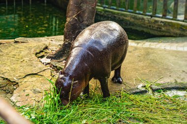 Bir bebek su aygırı, Tayland 'ın Chonburi kentindeki Khao Kheow Hayvanat Bahçesi' nde annesinin etrafında koşuyor. Dünyaca ünlü bebek hipopotamın adı Moo Deng. O bir dişi ve etrafta zıplamak gibi özel bir özelliği var..
