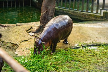 Bir bebek su aygırı, Tayland 'ın Chonburi kentindeki Khao Kheow Hayvanat Bahçesi' nde annesinin etrafında koşuyor. Dünyaca ünlü bebek hipopotamın adı Moo Deng. O bir dişi ve etrafta zıplamak gibi özel bir özelliği var..