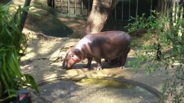 Bir bebek su aygırı Tayland 'da bir hayran çılgınlığına neden oluyor Moo Deng, kabaca zıplayan domuz anlamına gelen iki aylık bir pigme hipopotam. Sevgili Baldır Bağlama