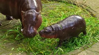 Bir bebek su aygırı, Tayland 'ın Chonburi kentindeki Khao Kheow Hayvanat Bahçesi' nde annesinin etrafında koşuyor. Dünyaca ünlü bebek hipopotamın adı Moo Deng. O bir dişi ve etrafta zıplamak gibi özel bir özelliği var..