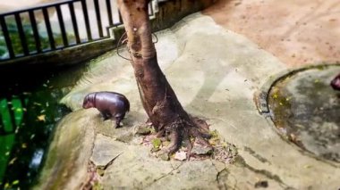 Bir bebek su aygırı, Tayland 'ın Chonburi kentindeki Khao Kheow Hayvanat Bahçesi' nde annesinin etrafında koşuyor. Dünyaca ünlü bebek hipopotamın adı Moo Deng. O bir dişi ve etrafta zıplamak gibi özel bir özelliği var..