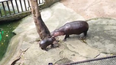 Bir bebek su aygırı Tayland 'da bir hayran çılgınlığına neden oluyor Moo Deng, kabaca zıplayan domuz anlamına gelen iki aylık bir pigme hipopotam. Sevgili Baldır Bağlama