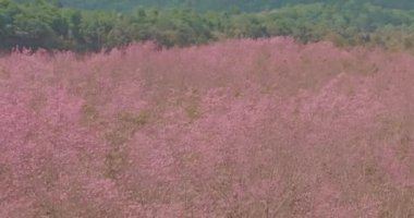 Parlak mavi gökyüzünün altında canlı pembe çiçekleri olan yemyeşil bir ormanın havadan görünüşü. Manzarada kayan tepeler ve uzak dağlar huzur ve doğal güzelliği çağrıştırıyor.