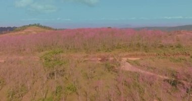 Parlak mavi gökyüzünün altında canlı pembe çiçekleri olan yemyeşil bir ormanın havadan görünüşü. Manzarada kayan tepeler ve uzak dağlar huzur ve doğal güzelliği çağrıştırıyor.