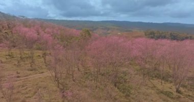 Parlak mavi gökyüzünün altında canlı pembe çiçekleri olan yemyeşil bir ormanın havadan görünüşü. Manzarada kayan tepeler ve uzak dağlar huzur ve doğal güzelliği çağrıştırıyor.
