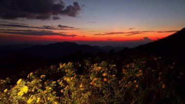 Sarı kır çiçeklerinin arkasında çarpıcı günbatımı