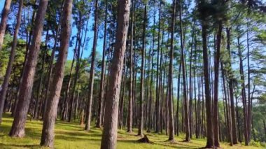 Çam ağaçları mavi gökyüzünün altındaki yeşil ormanı kaplar. Yeşil çimenler bölgeyi kaplıyor, sizi oturmaya ve dinlenmeye davet ediyor. Serin, ferahlatıcı hava doğanın kokusuyla doludur. yeşil orman