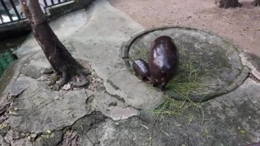 Güzel bir kedinin yakın plan fotoğrafı.