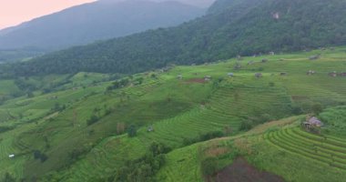 Sabah Papongpieng Chiang Mai 'deki pirinç tarlalarının hava görüntüsü. 