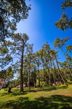 Çam ağaçlarının altında bir kamp alanı. Mavi gökyüzünün altında yeşil bir ormanın ortasında. Sizi oraya oturmaya ve dinlenmeye davet ediyor. Serin, ferahlatıcı hava doğanın kokusuyla doludur, yeşil orman..