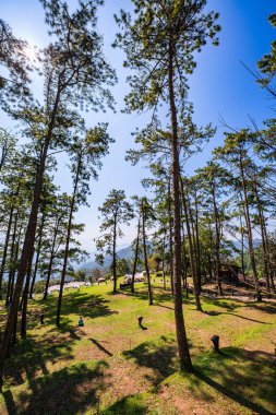Parlak ve güneşten sırılsıklam olmuş bir çam ormanı. Yüksek, ince ağaçların olduğu kamp alanı gökyüzüne ulaşıyor. Dalların arasından süzülen yumuşak güneş ışığı barışçıl ve büyüleyici bir ön cephe yaratır.
