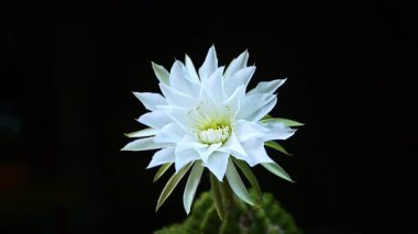 Gaysorn büyük kaktüs çiçeğinin açmasıyla patlar. Güzel beyaz kaktüs arka planı. Çiçek açan kaktüs çiçeği, yakın plan. Düğün arkaplanı, Sevgililer Günü konsepti.