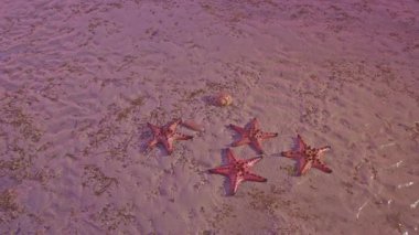 Sahilde denizyıldızı