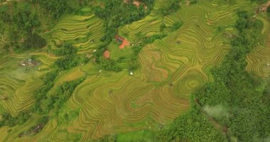 Altın sarısı pirinç teraslarının havadan görünüşü